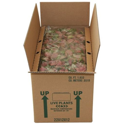 Picture of Plant Box