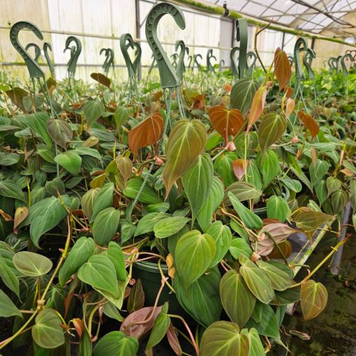 Picture of Philodendron Mican 8" HB