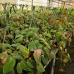 Picture of Philodendron Mican 8" HB