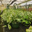 Picture of Pothos N Joy 8" HB