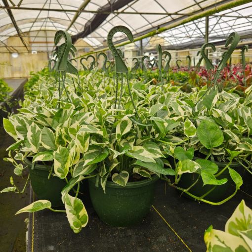 Picture of Pothos N Joy 8" HB