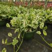 Picture of Pothos N Joy 8" HB