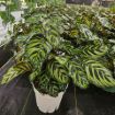 Picture of Calathea Makayona 8"