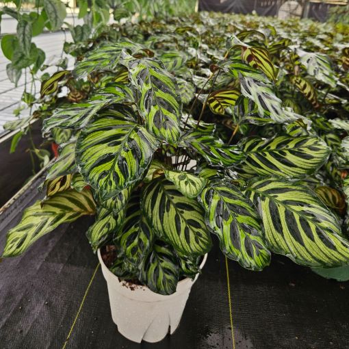Picture of Calathea Makayona 8"