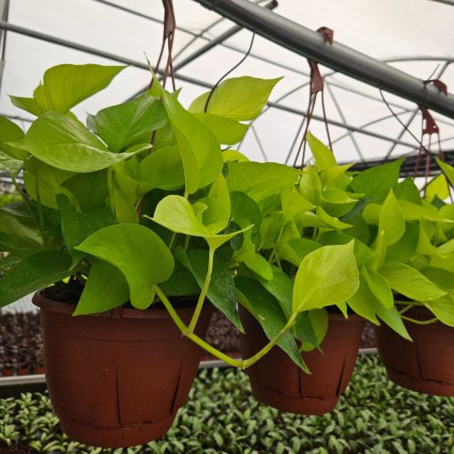 Picture of Pothos Neon 8" HB