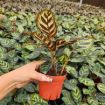 Picture of Calathea Makayona 4"