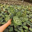 Picture of Calathea Makayona 4"
