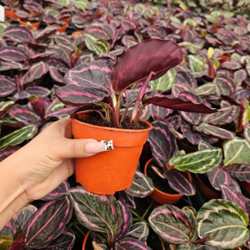 Picture of Calathea Jessey Princess 4"