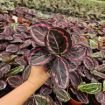 Picture of Calathea Jessey Princess 4"