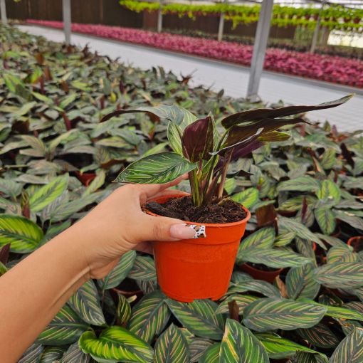 Picture of Calathea Beauty Star 4"