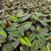 Picture of Calathea Beauty Star 4"