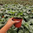 Picture of Pothos Silver Satin 4"