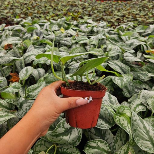 Picture of Pothos Silver Satin 4"