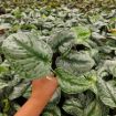 Picture of Pothos Silver Satin 4"