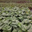 Picture of Pothos Silver Satin 4"
