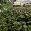 Picture of Calathea Makayona 8"