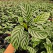 Picture of Calathea Freddie 4"