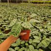 Picture of Calathea Burle Marx 4"
