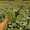 Picture of Calathea Burle Marx 4"