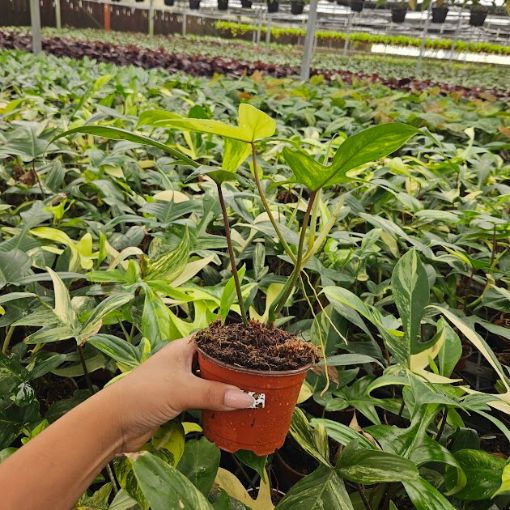 Picture of Philodendron Florida Beauty Variegated 4"