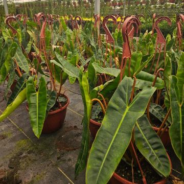 Philodendron Billiatiae Croat 8" HB - Biostok Foliage