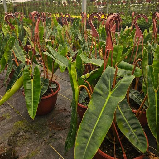 Picture of Philodendron Billiatiae Croat 8" HB