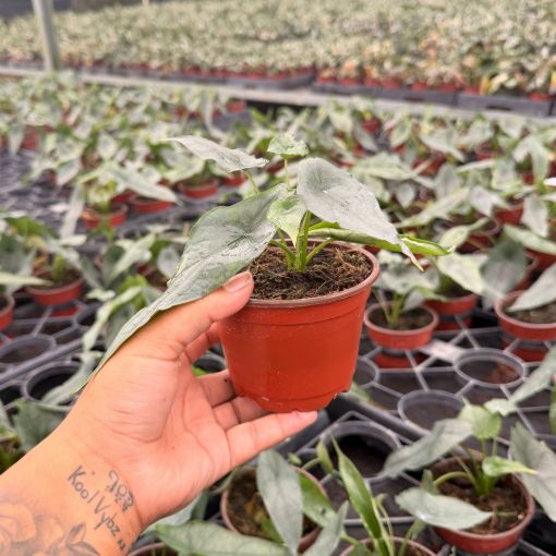 Picture of Alocasia Dragon Breath 4"