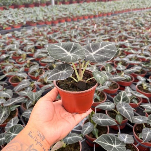 Picture of Alocasia Black Velvet 4"