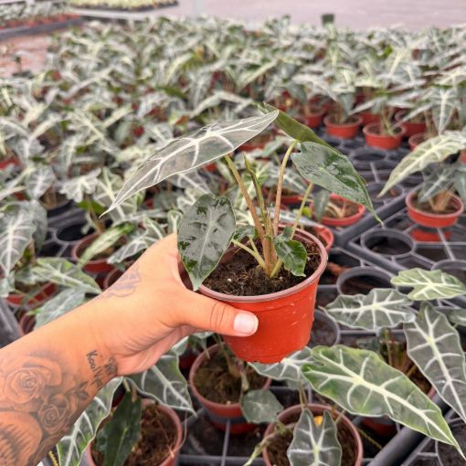 Picture of Alocasia Polly 4"