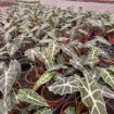 Picture of Alocasia Polly 4"