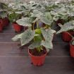 Picture of Alocasia Lukiwan 8"