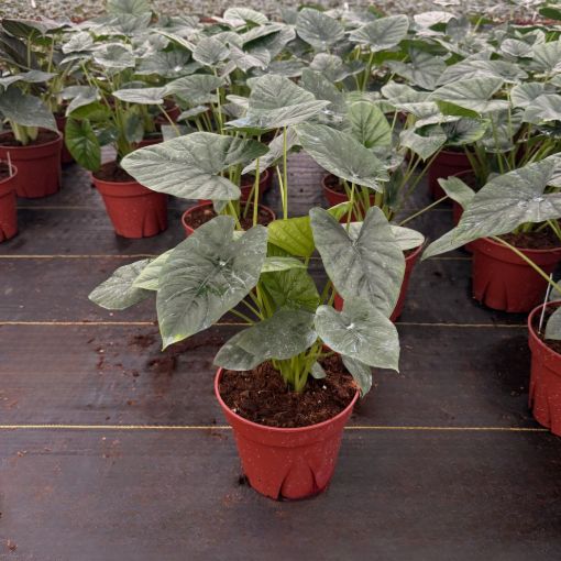 Picture of Alocasia Lukiwan 8"