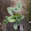 Picture of Alocasia Lukiwan 8"