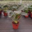 Picture of Alocasia Regal Shield 8"