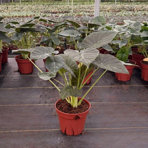 Picture of Alocasia Regal Shield 8"