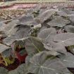 Picture of Alocasia Regal Shield 8"
