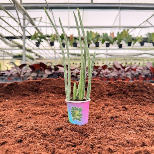 Picture of Senecio Stapeliiformis (Pickle Plant) 2"