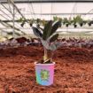 Picture of Zamioculcas Black ZZ 2"
