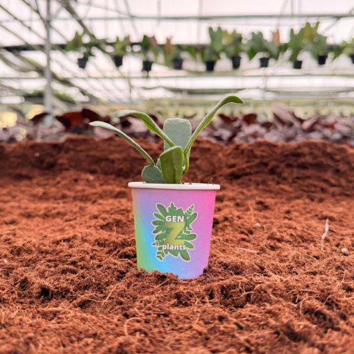 Picture of Hoya Rotundifolia 2"