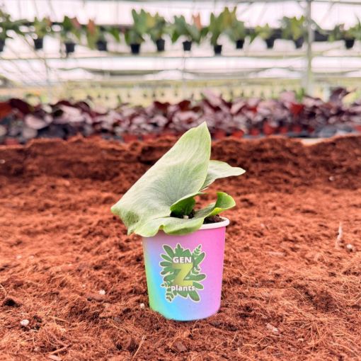 Picture of Wandae Fern 2"