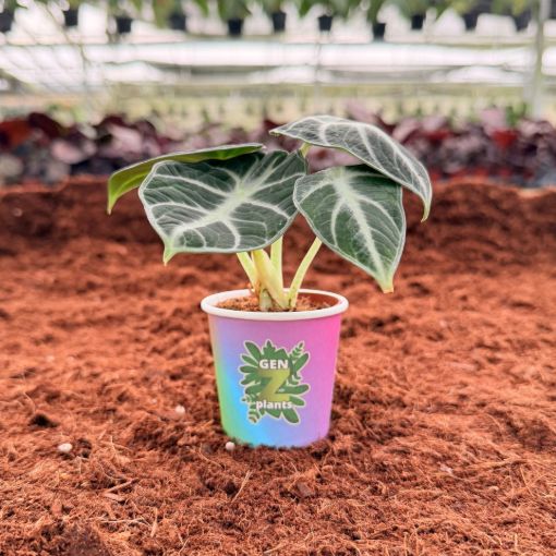 Picture of Alocasia Ninja 2"