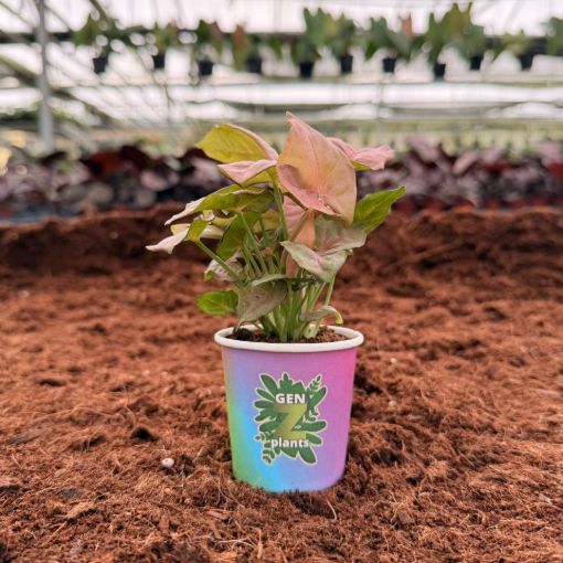 Picture of Syngonium Red Heart 2"