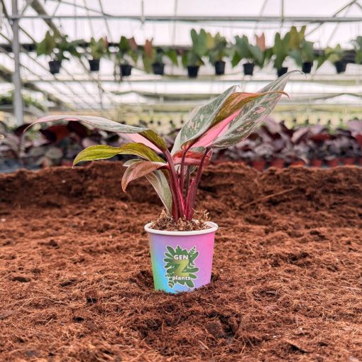 Picture of Philodendron Pink Naomi 2"