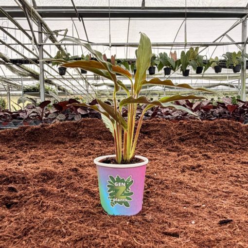 Picture of Calathea Rufibarba 2"