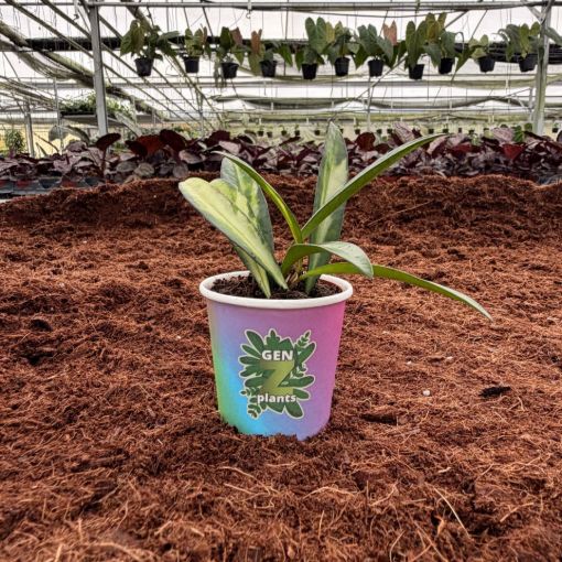 Picture of Hoya Wayetii Variegated 2"