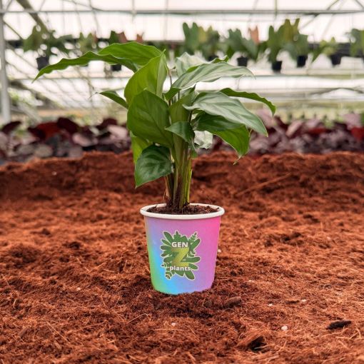 Picture of Calathea Freddie 2"