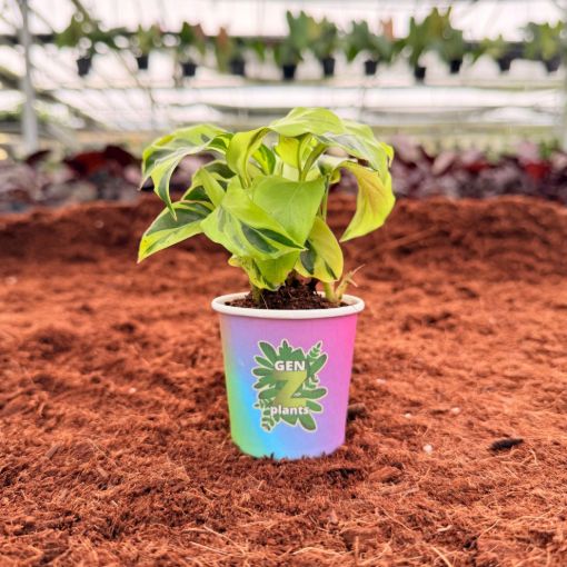 Picture of Calathea Yellow Allusion 2"
