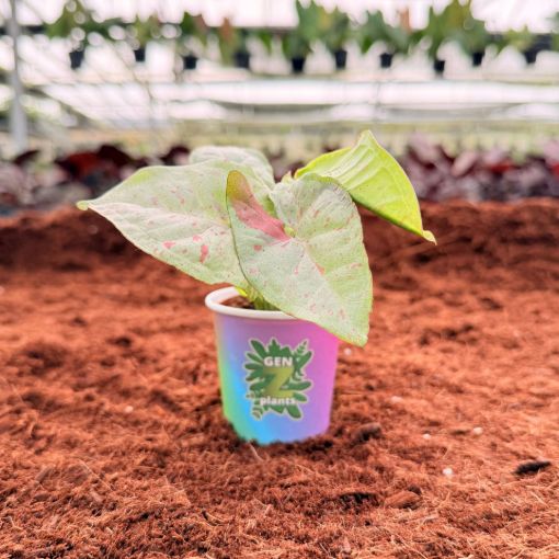 Picture of Syngonium Confetti 2"