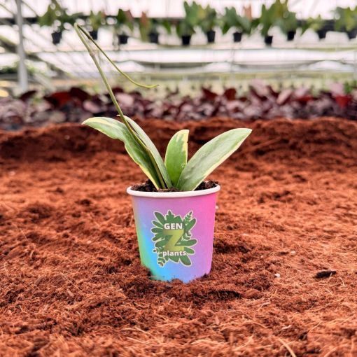 Picture of Hoya Acuta Inner Variegated 2"