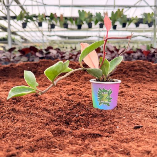 Picture of Hoya Carnosa 2"